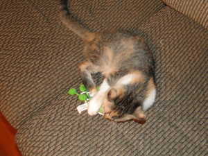 2011 OCTOBER KITTY - PRECIOUS 002.jpg