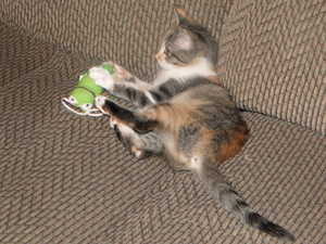 2011 OCTOBER KITTY - PRECIOUS 003.jpg