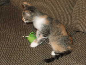 2011 OCTOBER KITTY - PRECIOUS 004.jpg