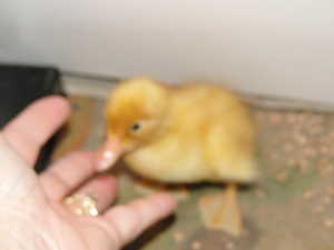 2011 baby chicks and ducks 003.jpg