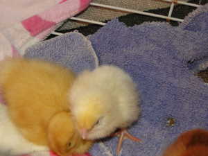 2011 baby chicks and ducks 004.jpg