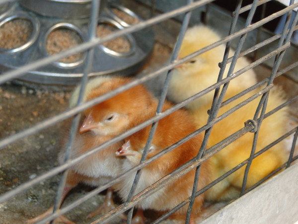 2011 baby chicks and ducks 005.jpg