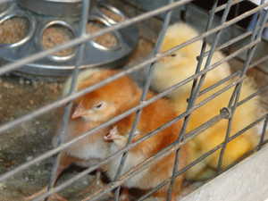 2011 baby chicks and ducks 005.jpg