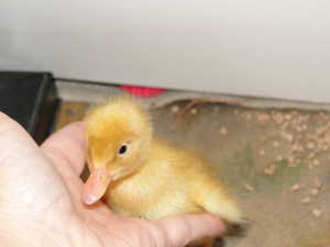 2011 baby chicks and ducks  april 7th 005.jpg